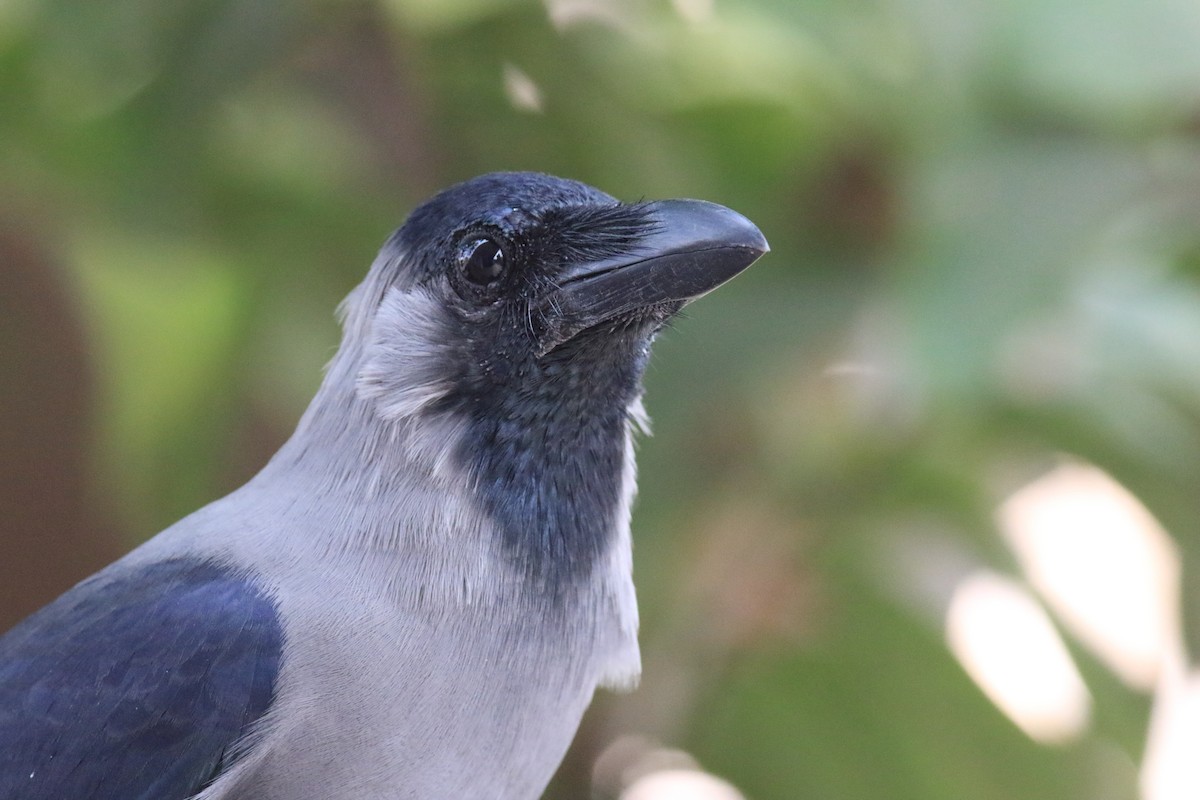 House Crow - ML649198950