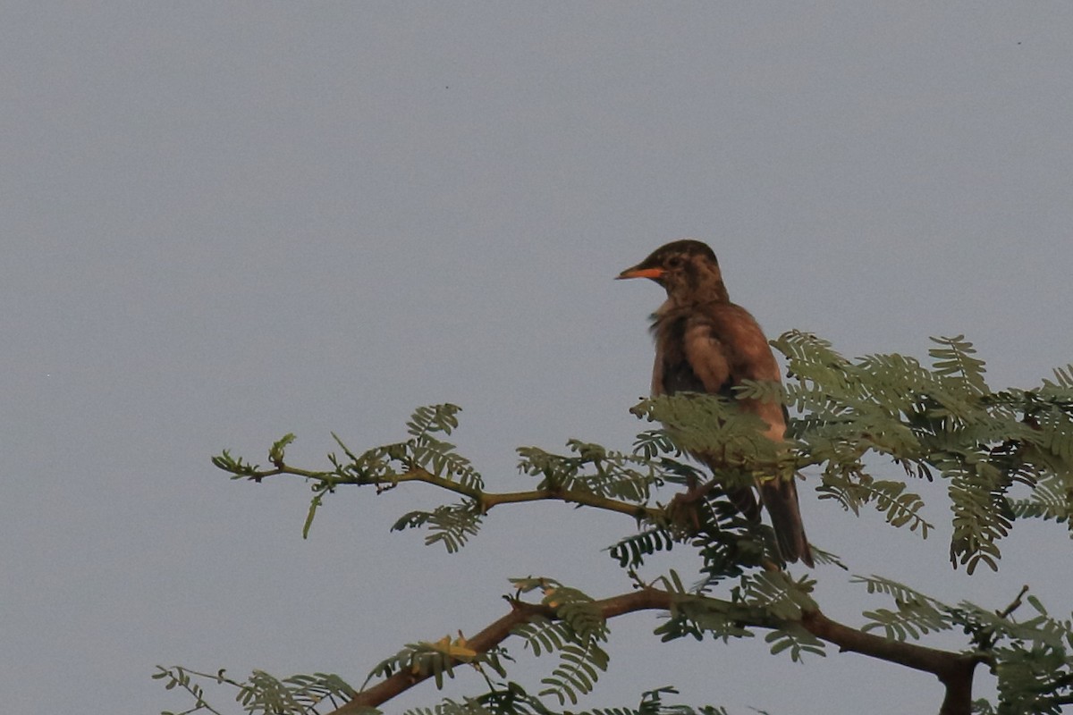 Rosy Starling - ML649198974