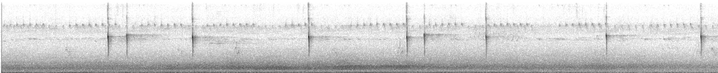 Yerbera Maorí - ML649199009