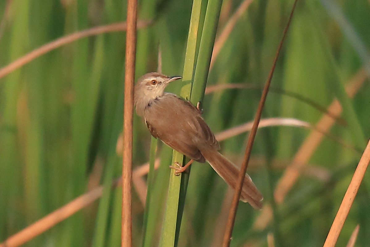 Plain Prinia - ML649199024