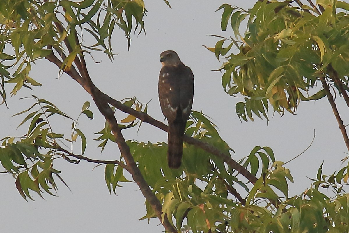 Shikra - ML649199026