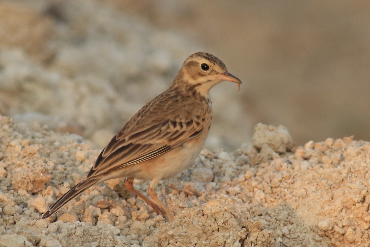 Paddyfield Pipit - ML649199046
