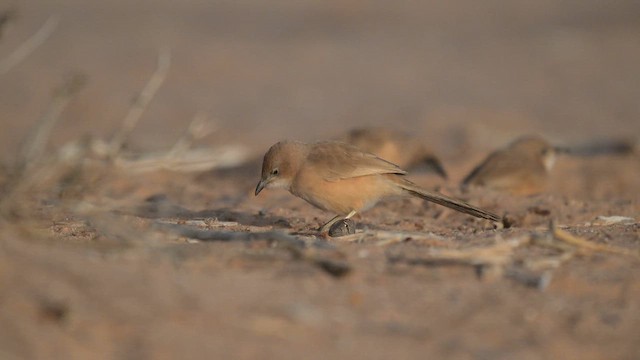 Turdoide Rojizo - ML649199254