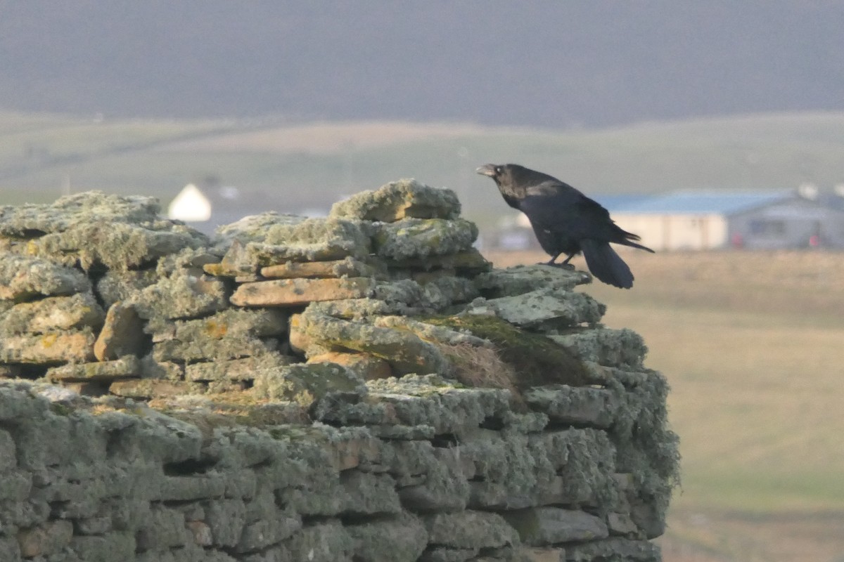 Common Raven - ML649199367
