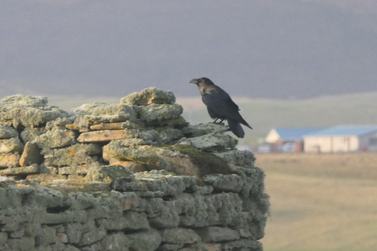 Common Raven - ML649199368