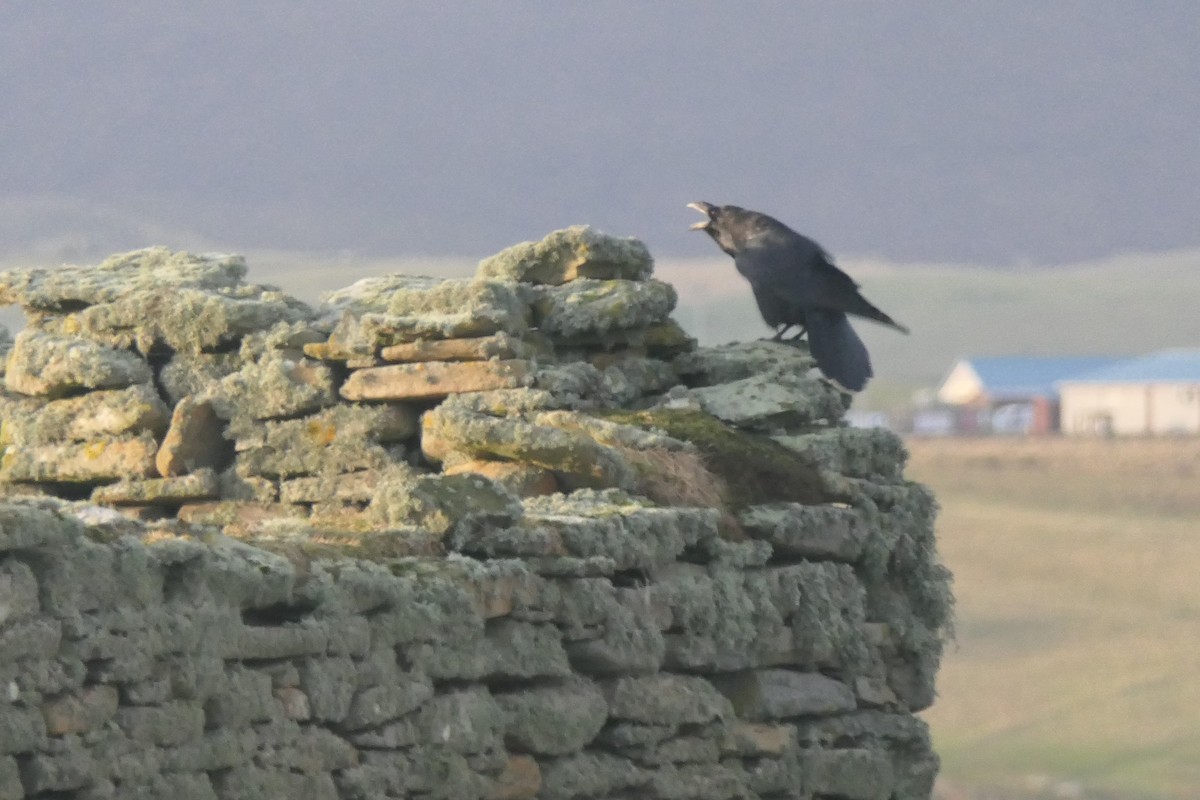 Common Raven - ML649199369