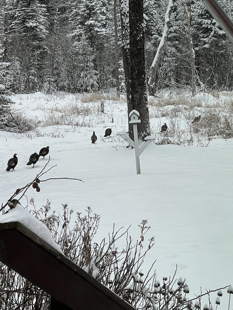 kalkun - ML649199433