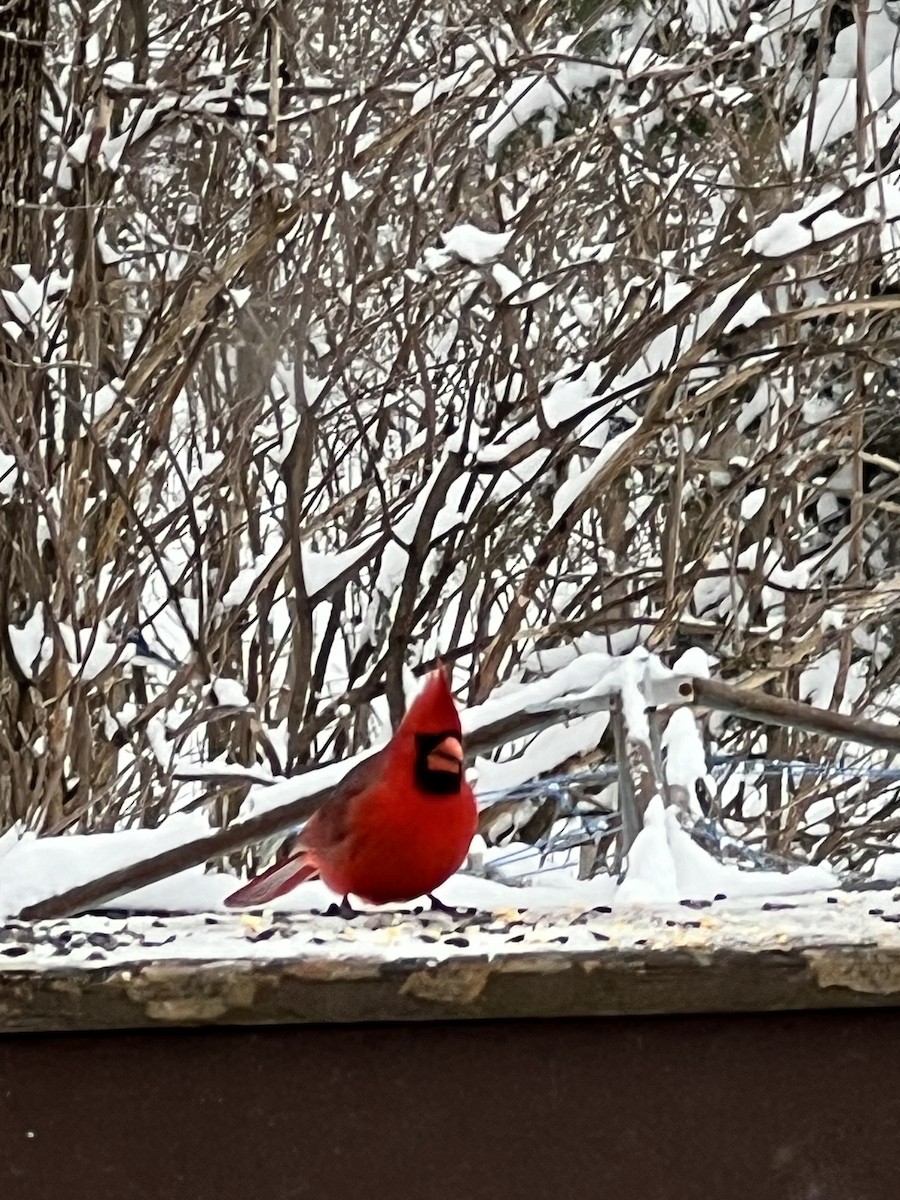 rødkardinal - ML649199477