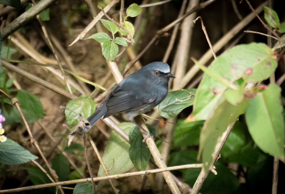 White-bellied Sholakili - ML649199591