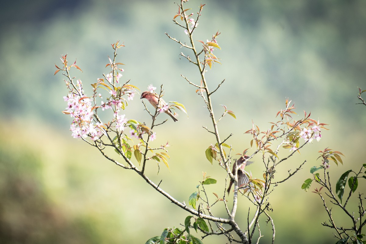 Common Rosefinch - ML649199594