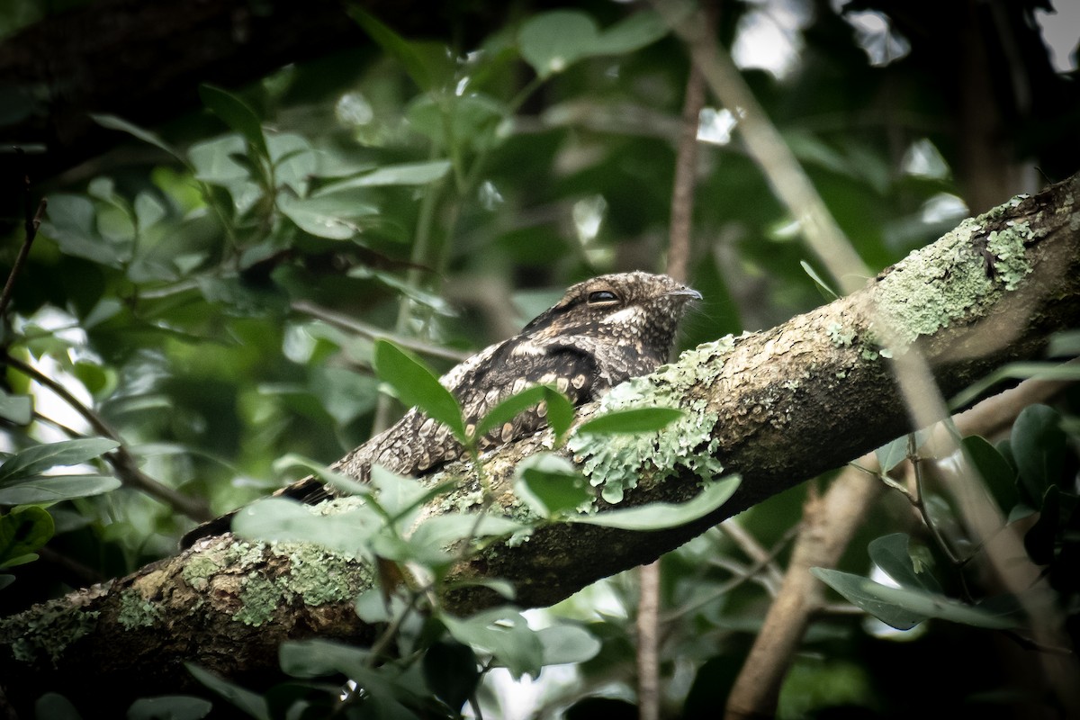 Jungle Nightjar - ML649199631