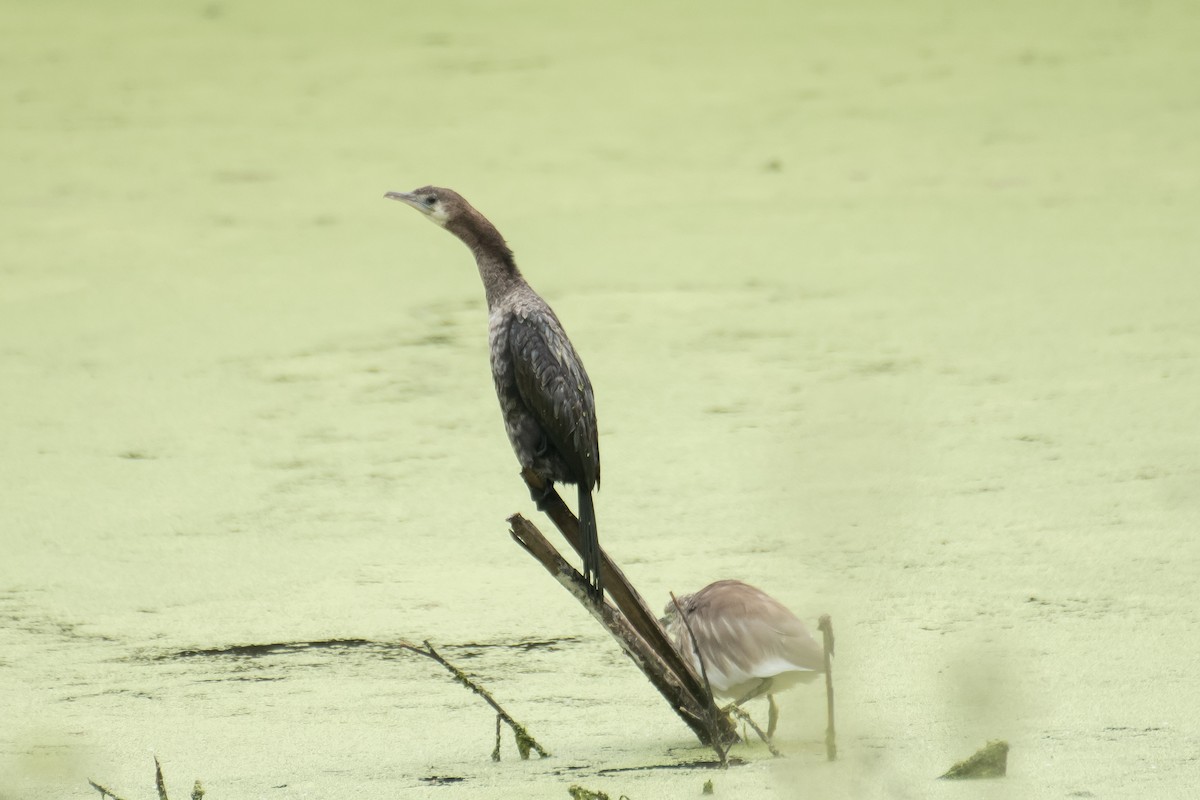 Little Cormorant - ML649199644