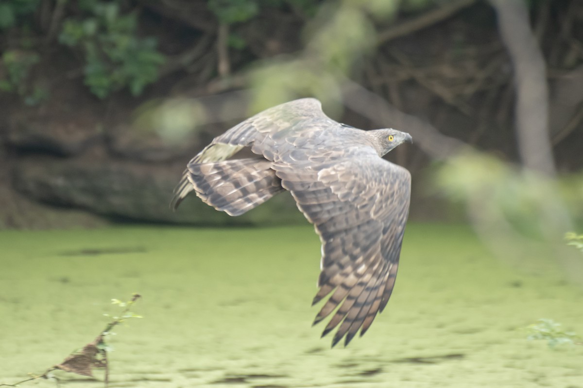 Changeable Hawk-Eagle (Crested) - ML649199651