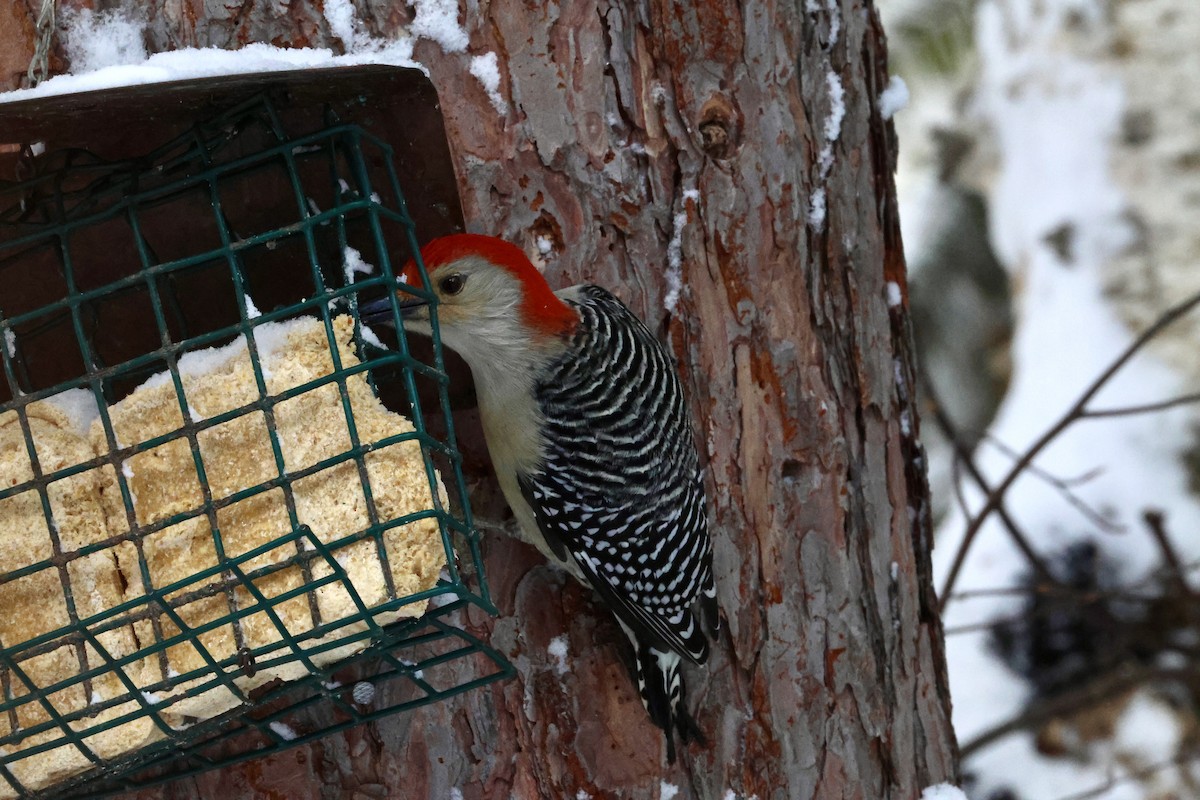 Red-bellied Woodpecker - ML649199661