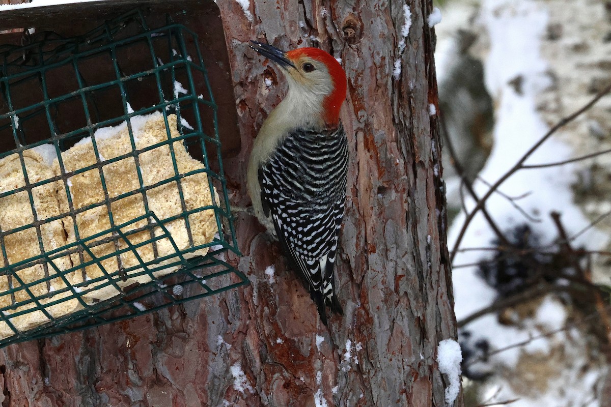 Red-bellied Woodpecker - ML649199662