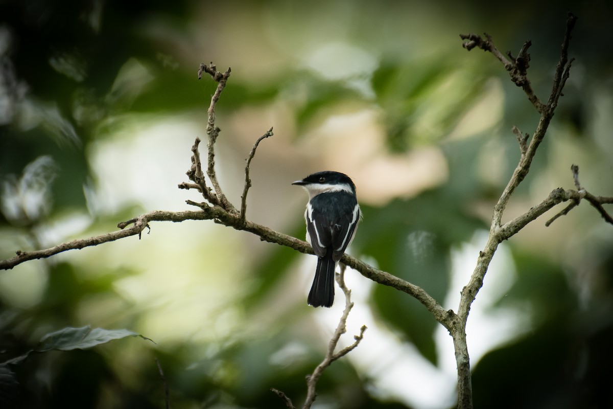 Bar-winged Flycatcher-shrike - ML649199663