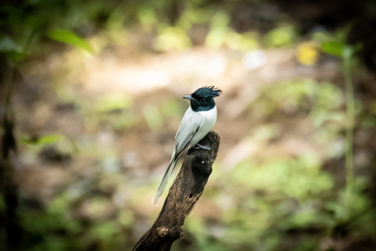 Indian Paradise-Flycatcher - ML649199680