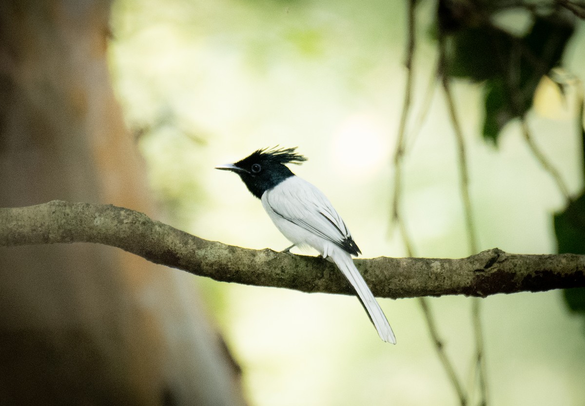 Indian Paradise-Flycatcher - ML649199681