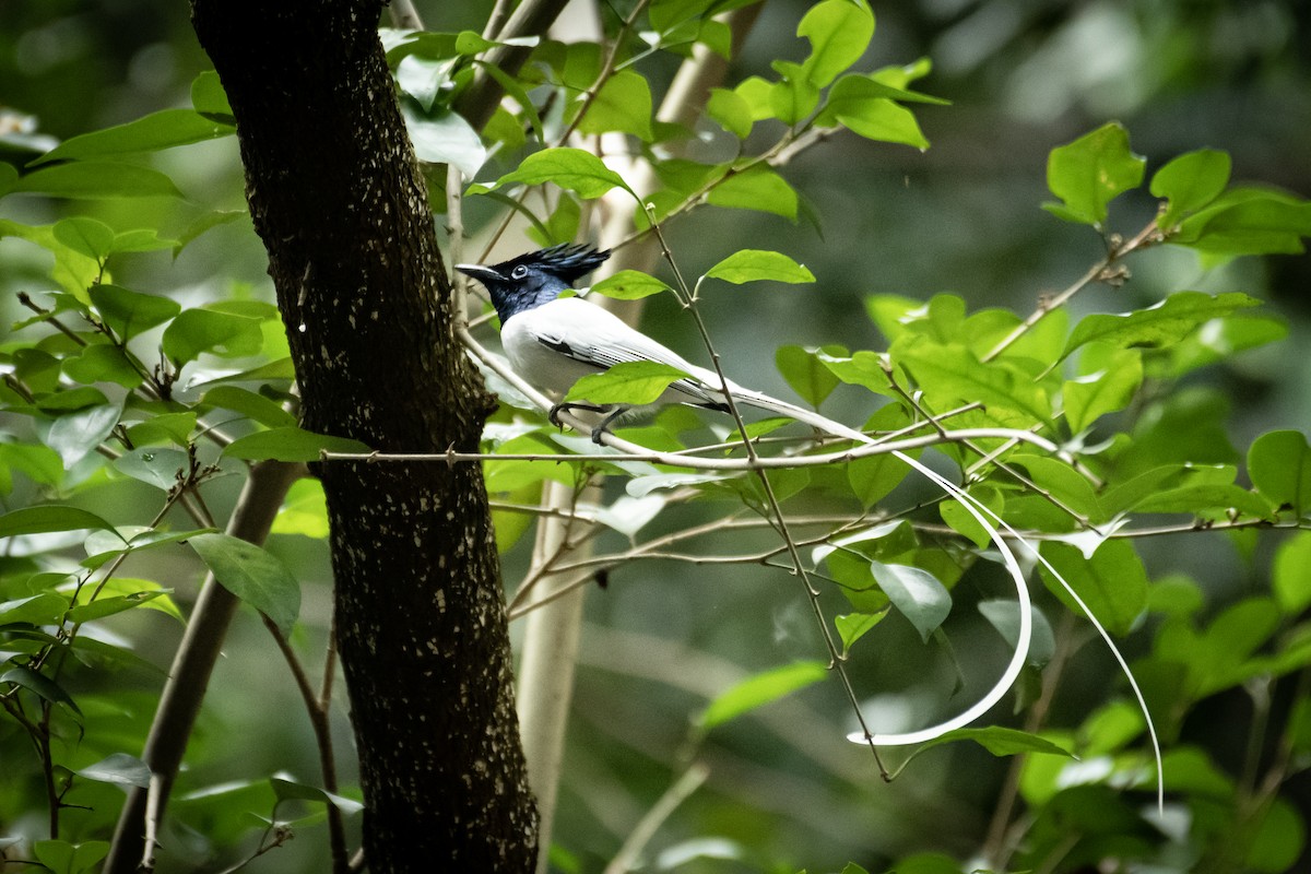 Indian Paradise-Flycatcher - ML649199682