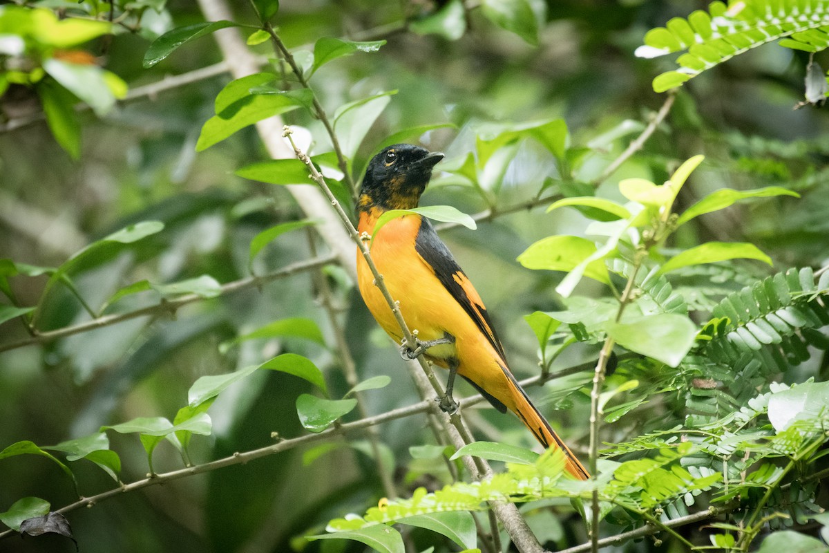 Orange Minivet - ML649199689