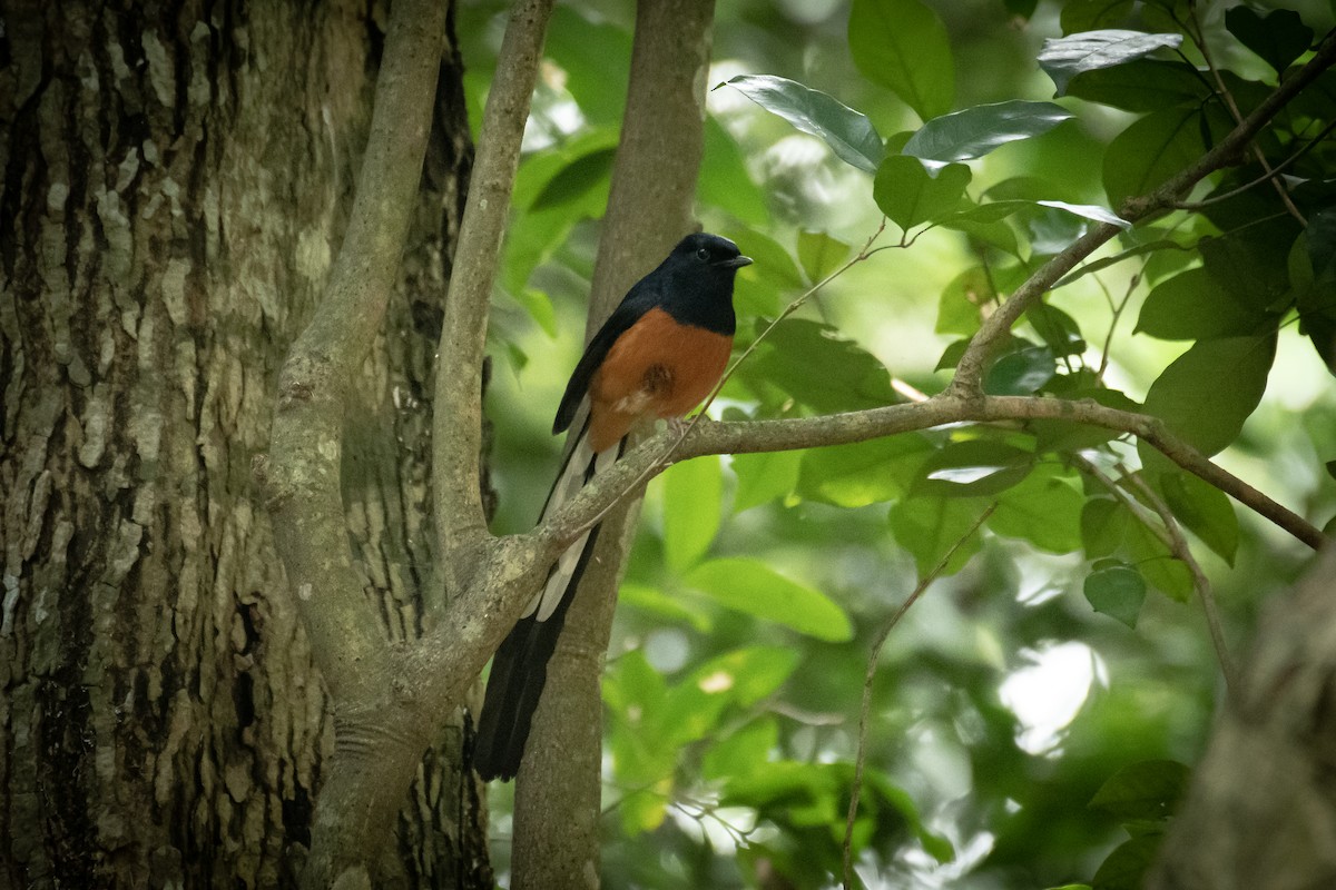 White-rumped Shama - ML649199697