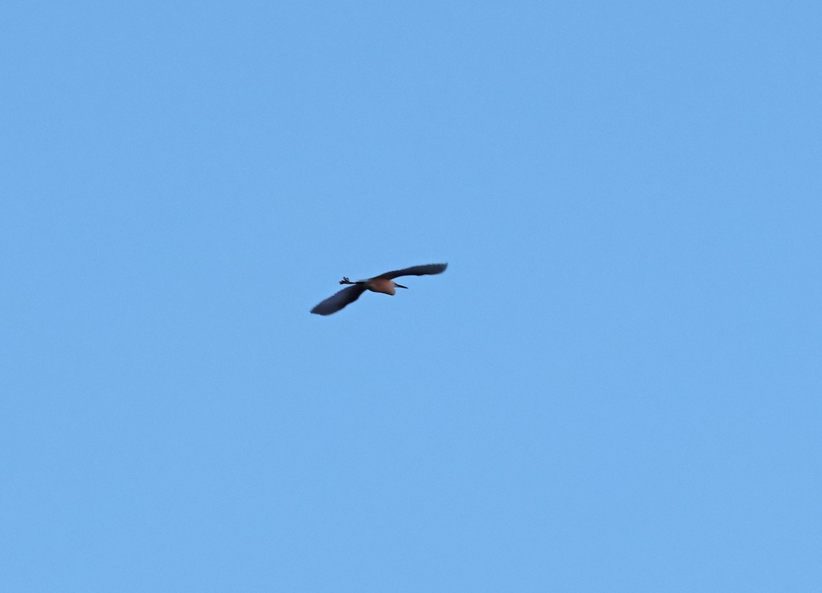 Little Egret - ML649199716