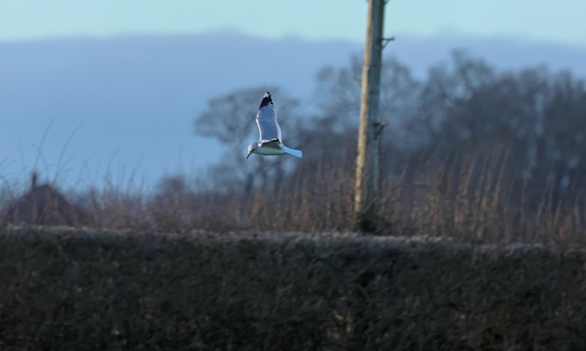 Common Gull - ML649199719