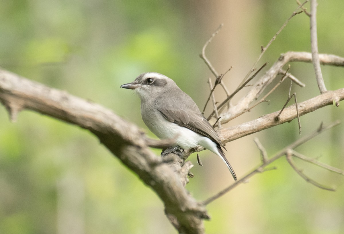 Common Woodshrike - ML649199730