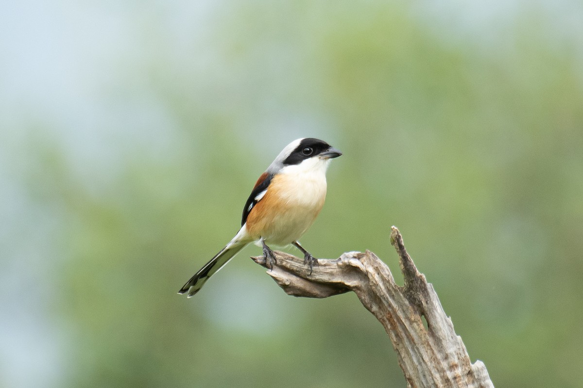 Bay-backed Shrike - ML649199735
