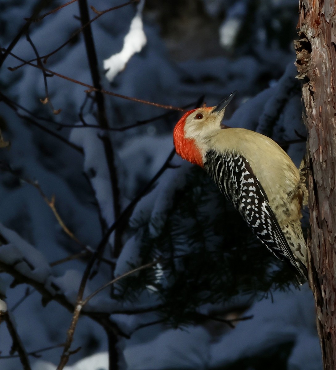 Red-bellied Woodpecker - ML649199838
