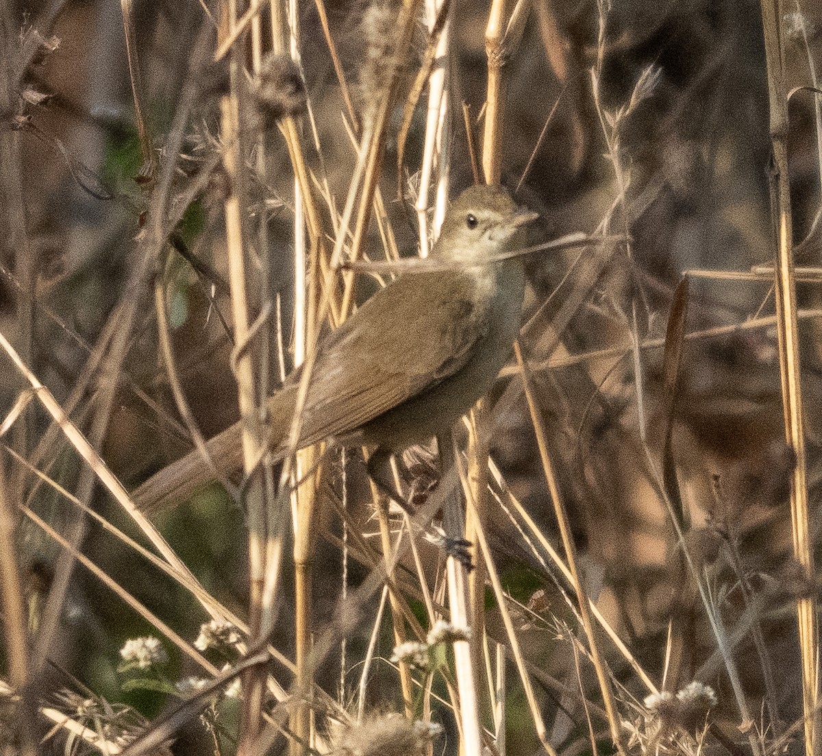 Lezkari zalapartaria - ML649199938