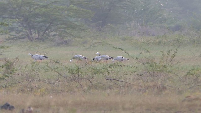 Ánsar Indio - ML649199939