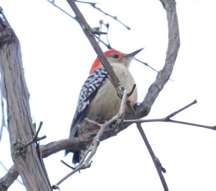 Red-bellied Woodpecker - ML649199985