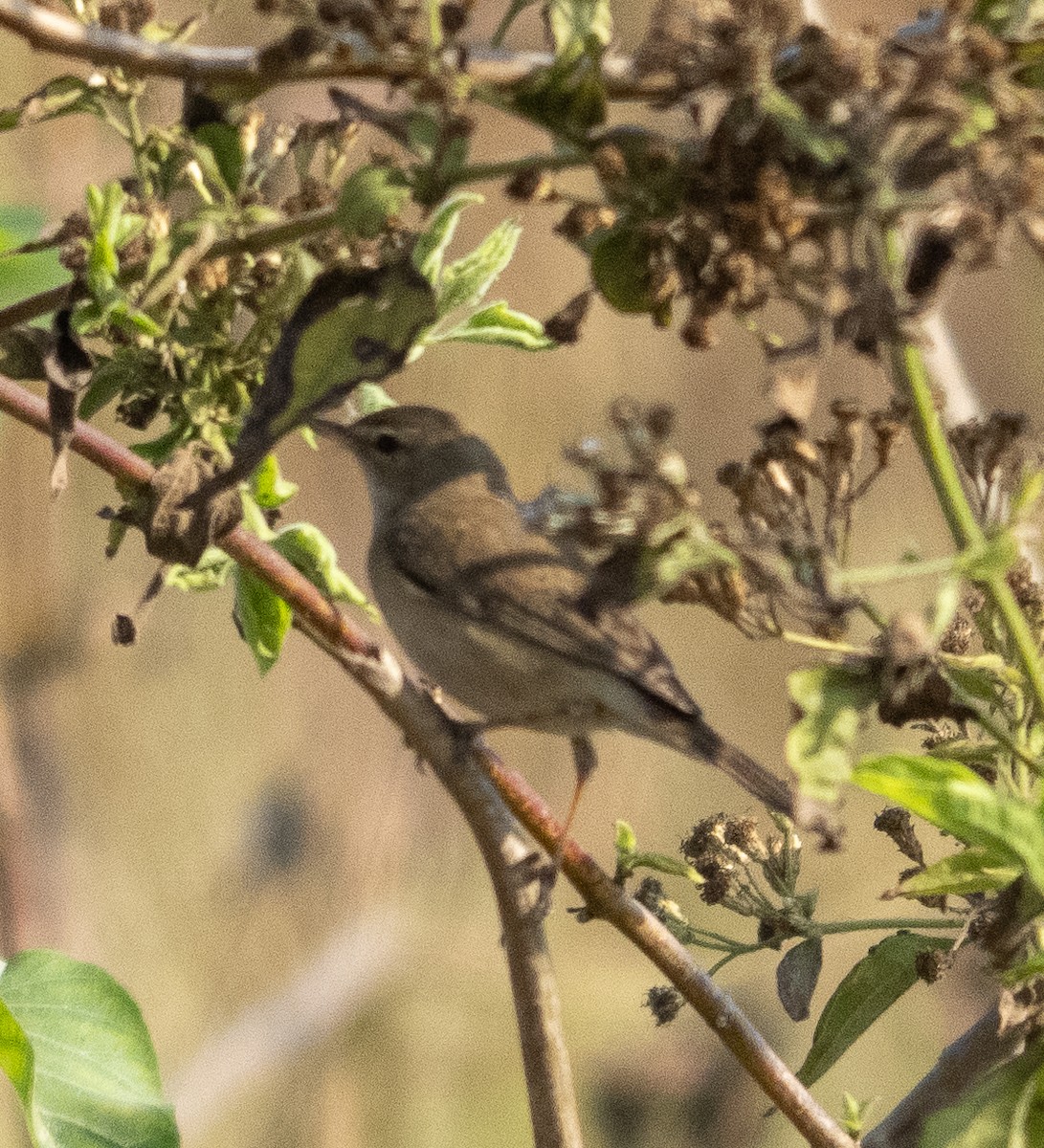 Sasi-txori txikia - ML649200000