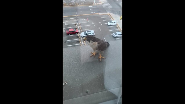 Halcón Peregrino - ML649200015