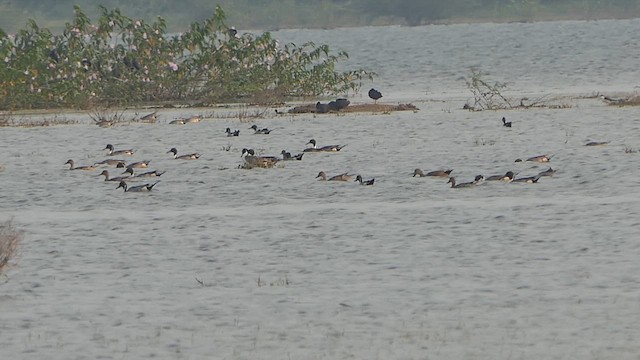 Ahate buztanluzea - ML649200030