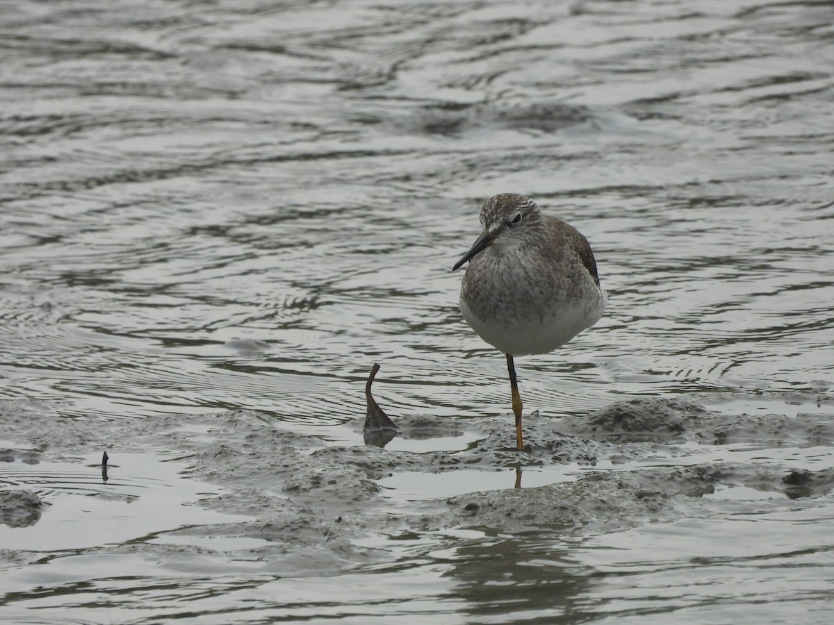 Lesser Yellowlegs - ML649200071
