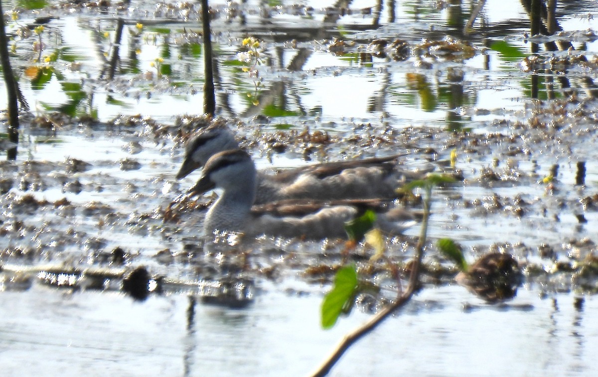 Cotton Pygmy-Goose - ML649200075