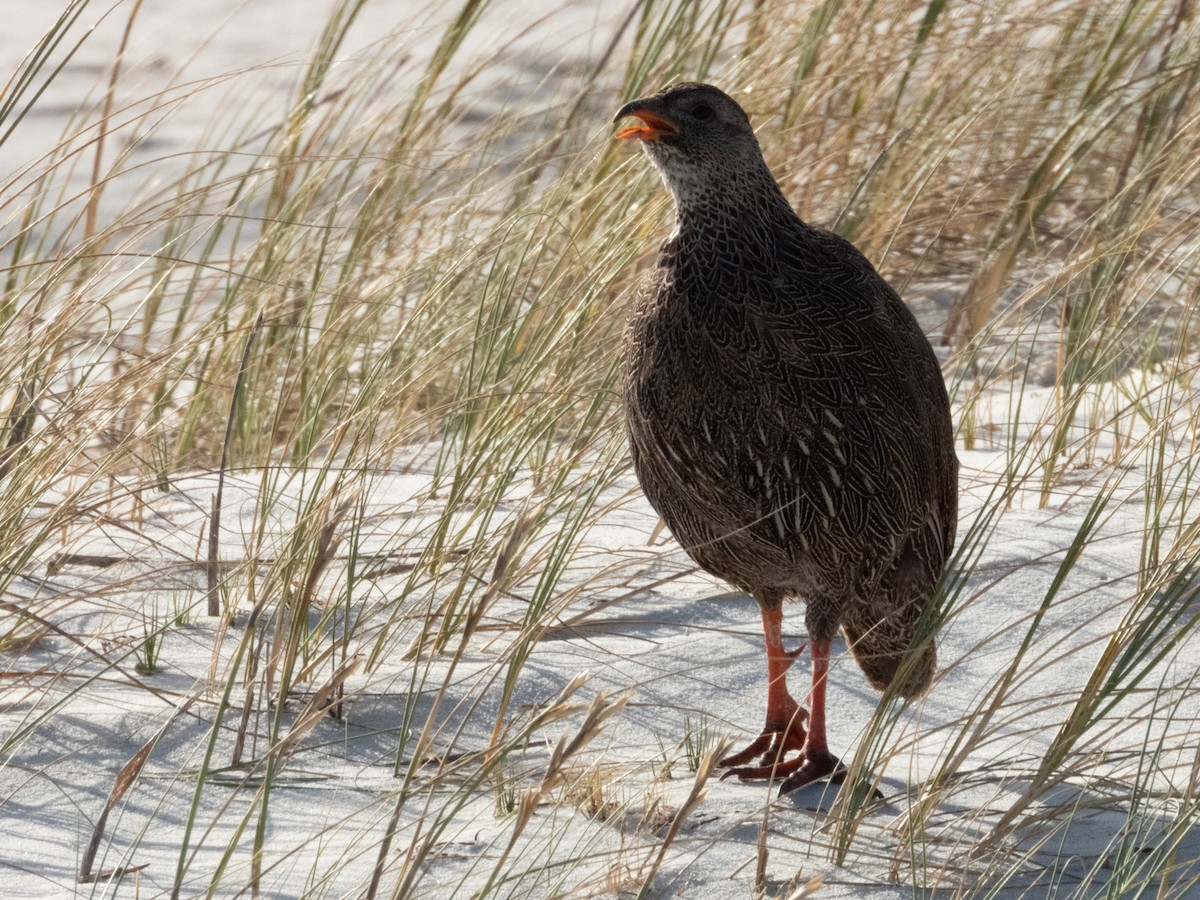 Cape Spurfowl - ML649200080