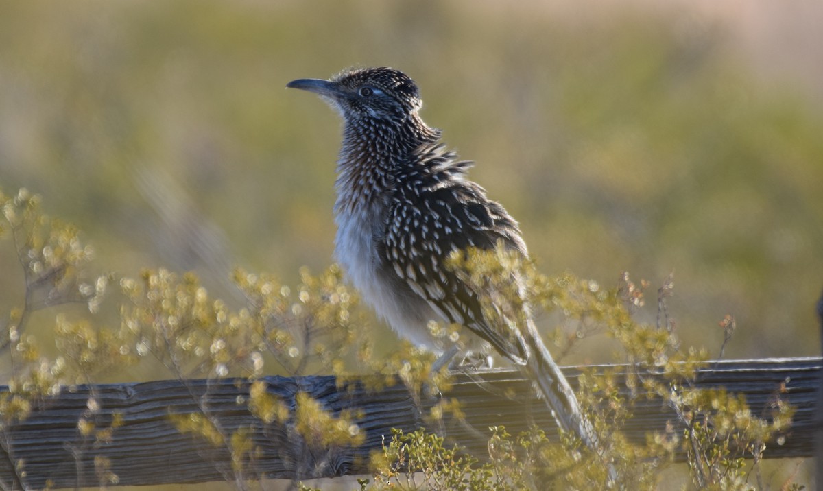 Greater Roadrunner - ML649200081