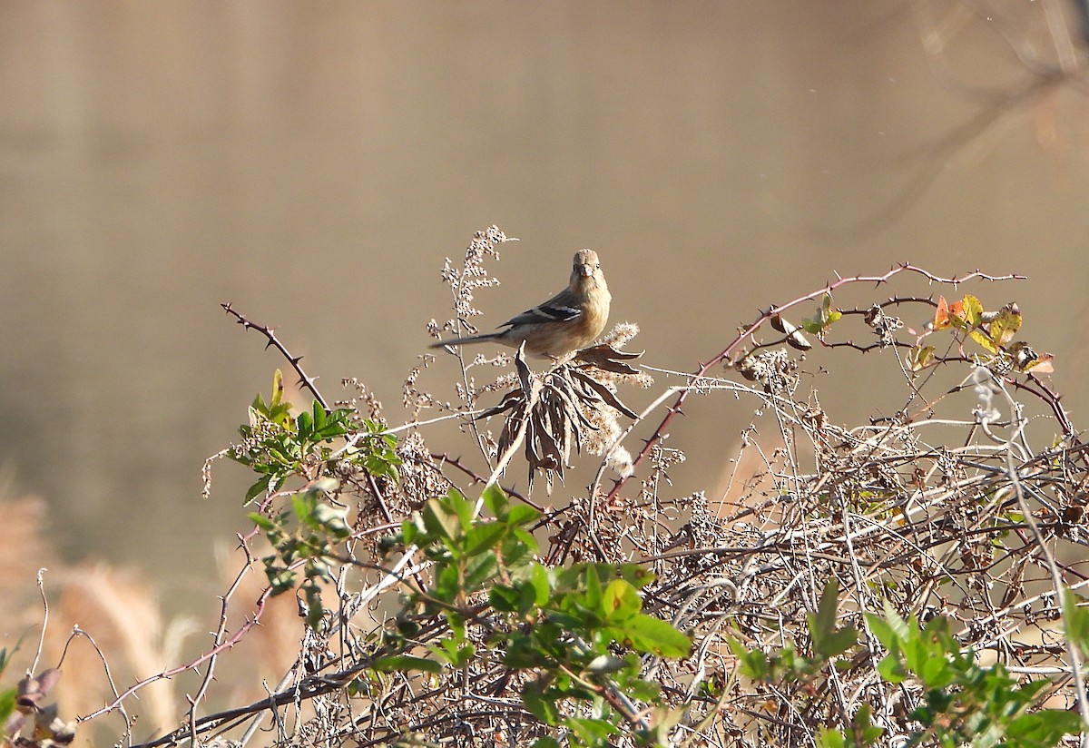 Long-tailed Rosefinch - ML649200082