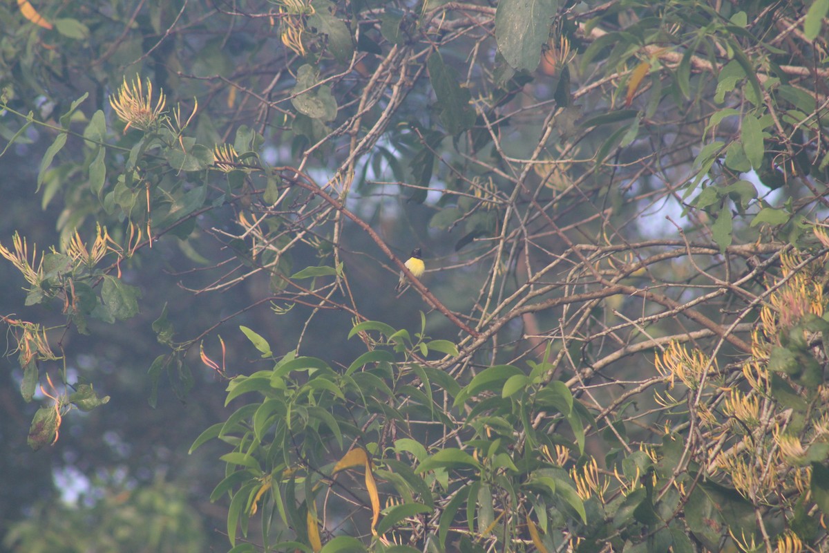 Purple-rumped Sunbird - ML649200083