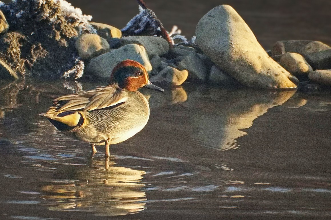 Green-winged Teal - ML649200084