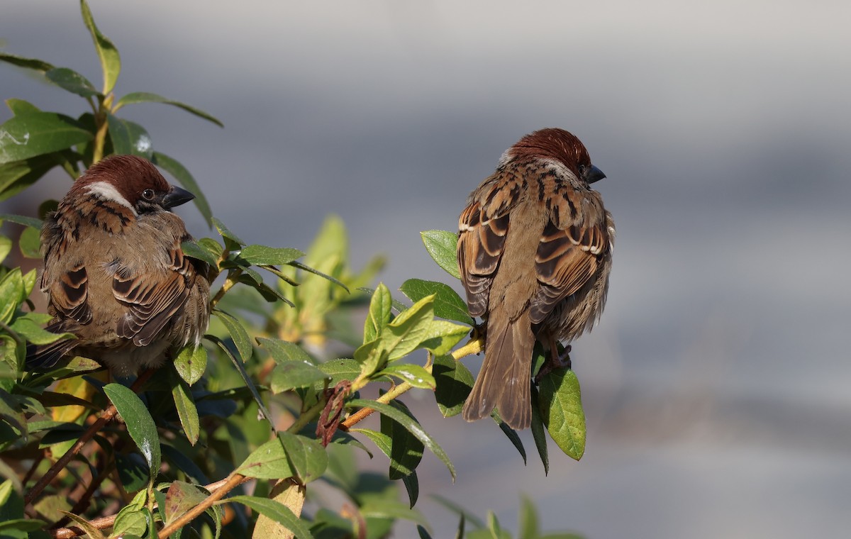 Eurasian Tree Sparrow - ML649200086