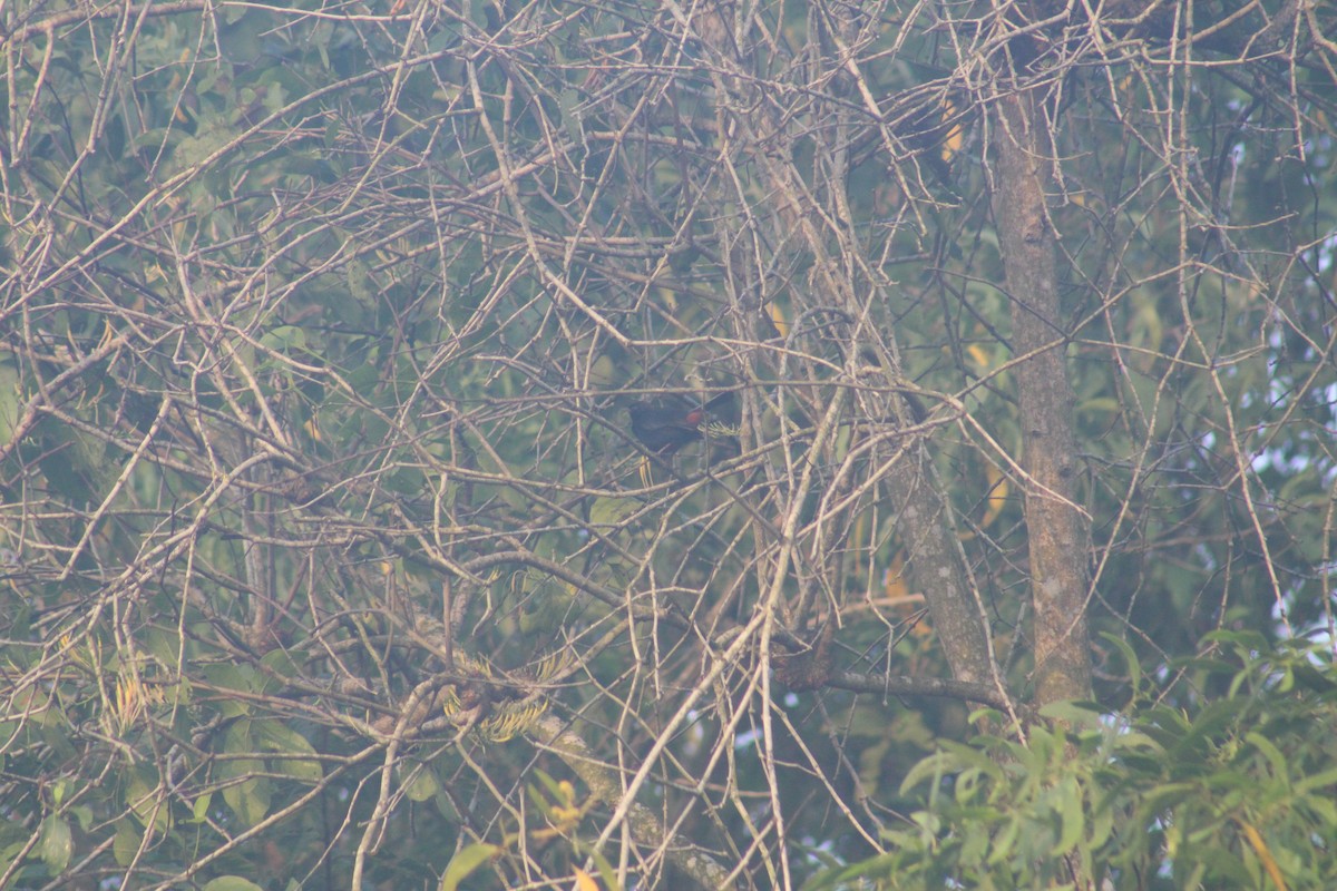 Indian Robin - ML649200087