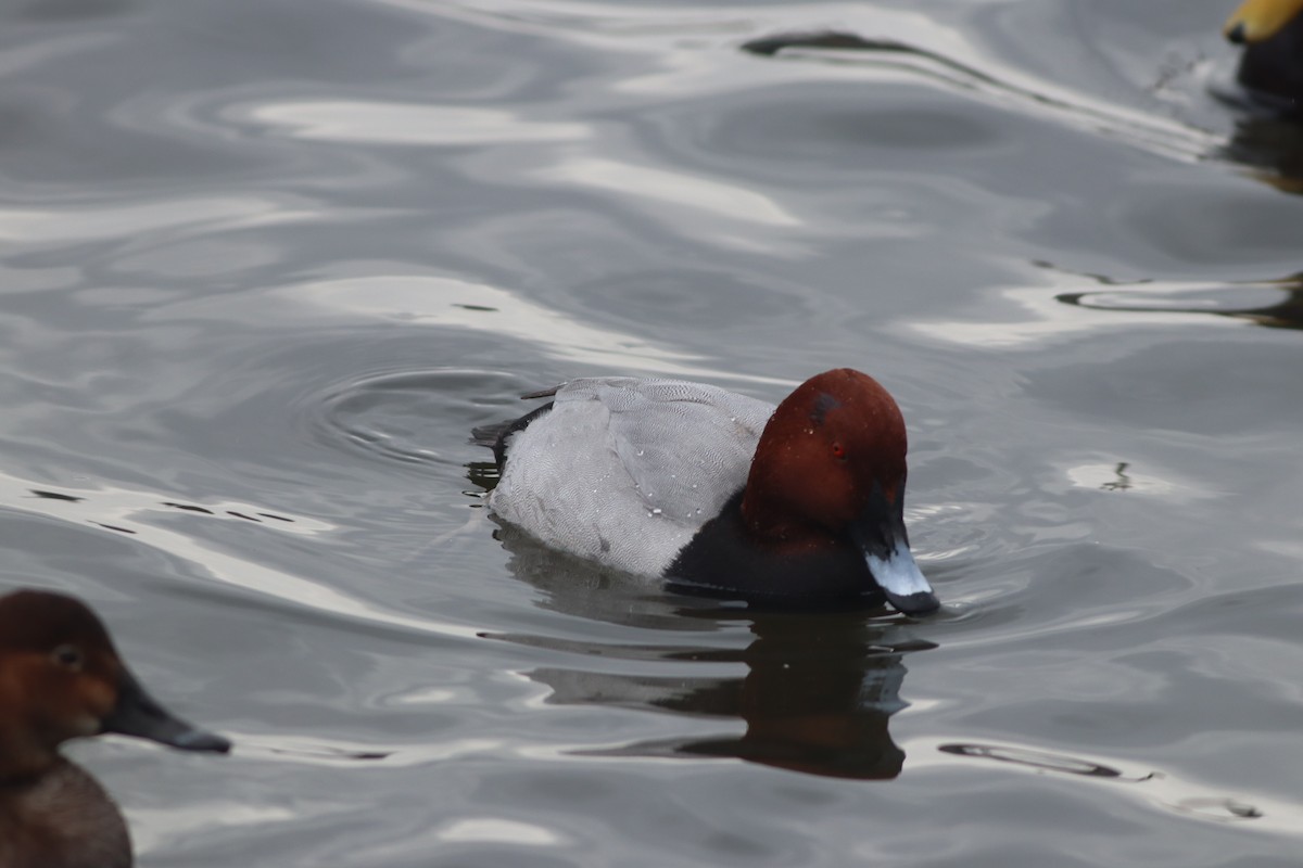 Common Pochard - ML649200088