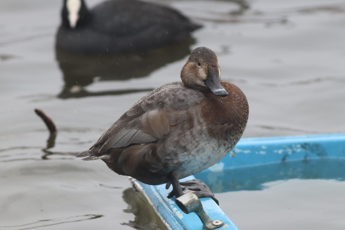 Common Pochard - ML649200089