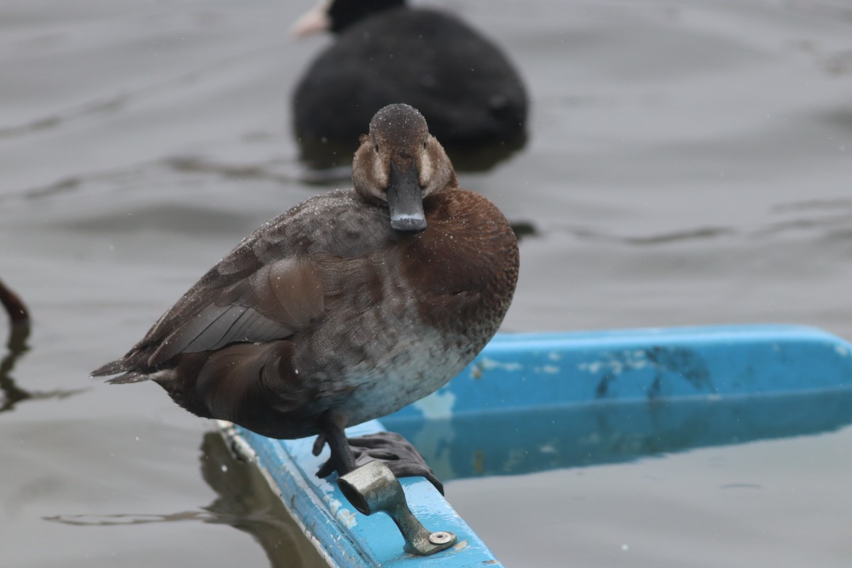 Common Pochard - ML649200090