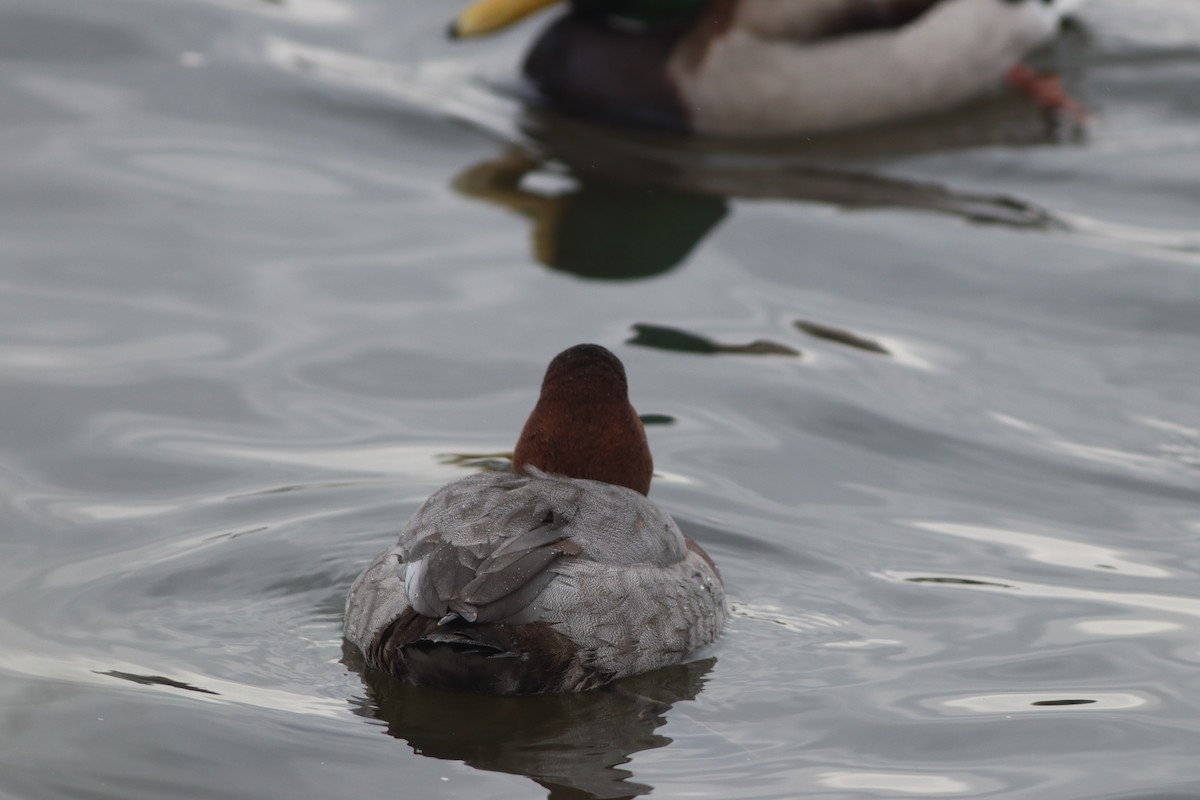 Common Pochard - ML649200092
