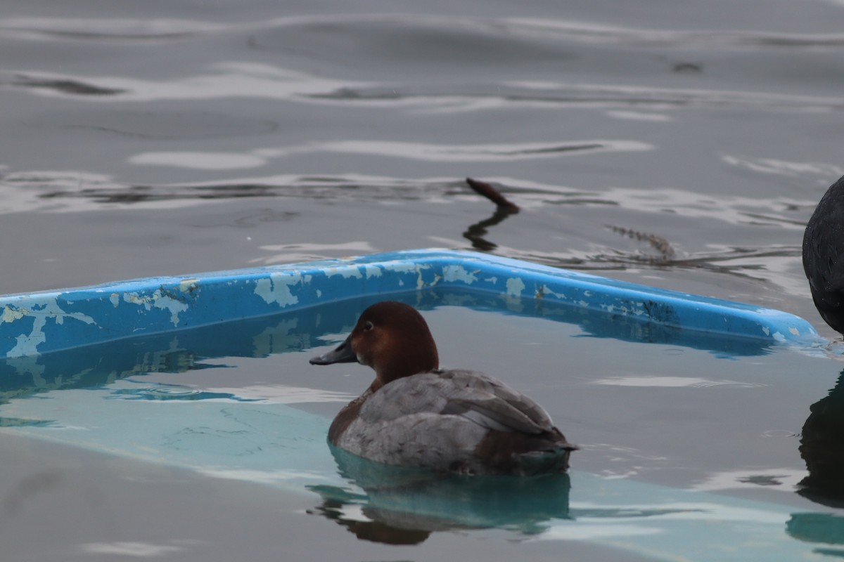 Common Pochard - ML649200093